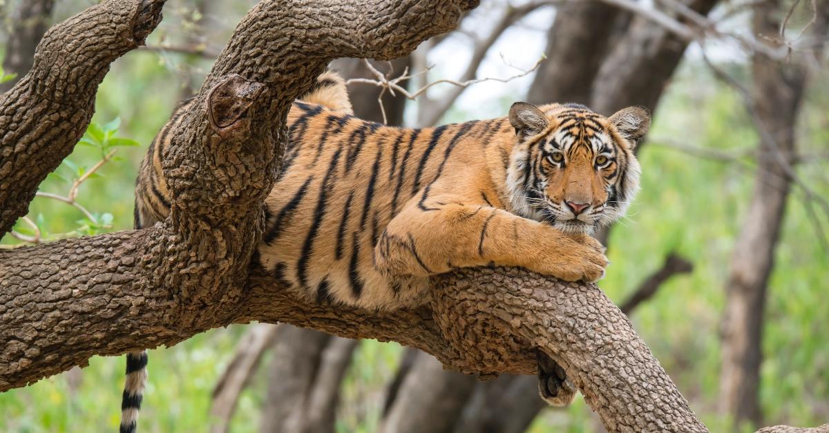 Bengal tiger sitting in a tree with a green forest background.