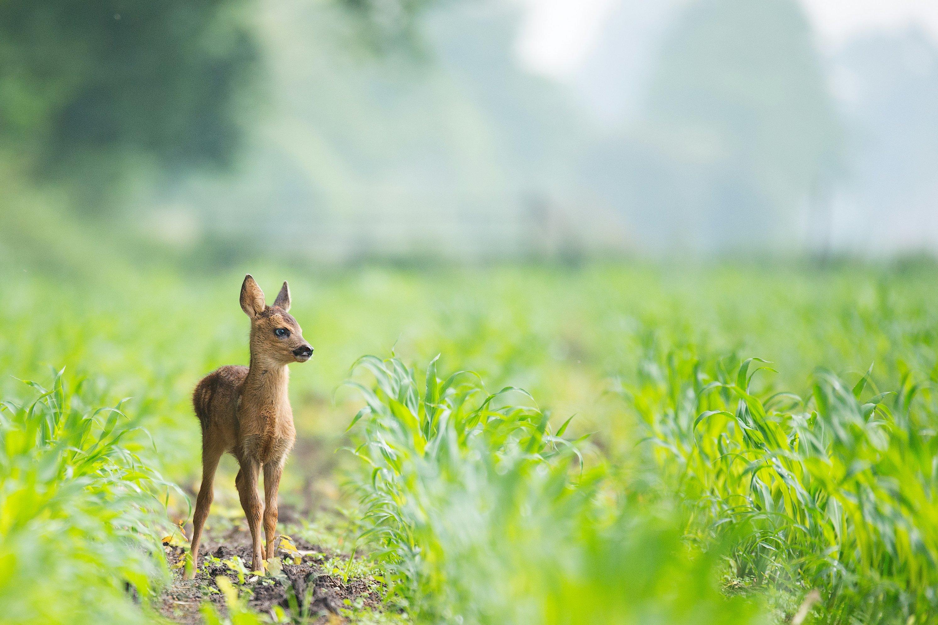 A baby deer is photographed in a bright green field with the background blurred behind the deer.