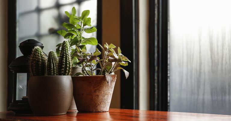 Guide to Houseplants That Purify the Air