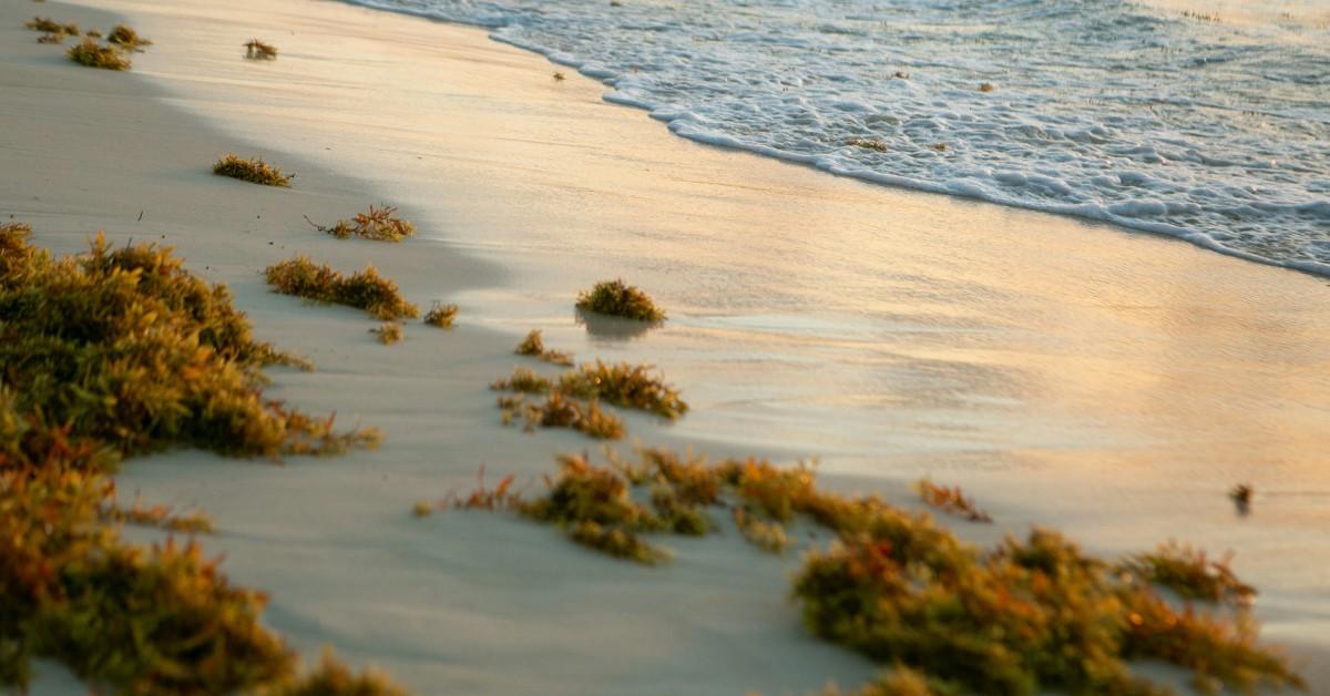 Sargassum seaweed washes up on shore