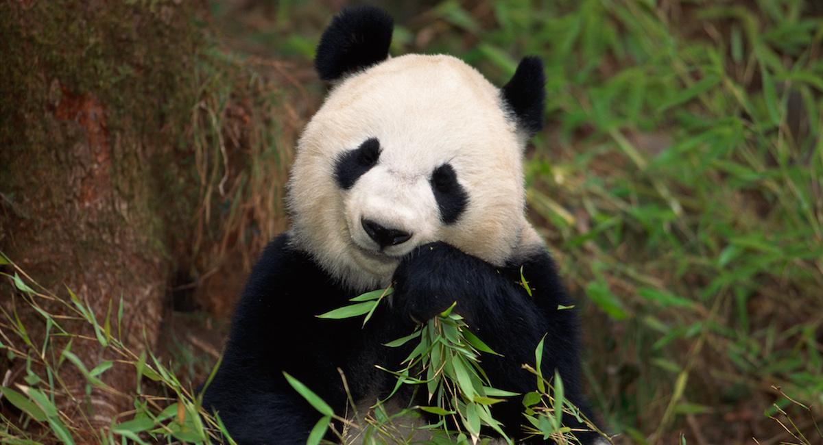 Panda eating bamboo