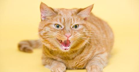 DIY cat deterrent spray