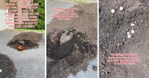 Woman documents turtle laying eggs in compost