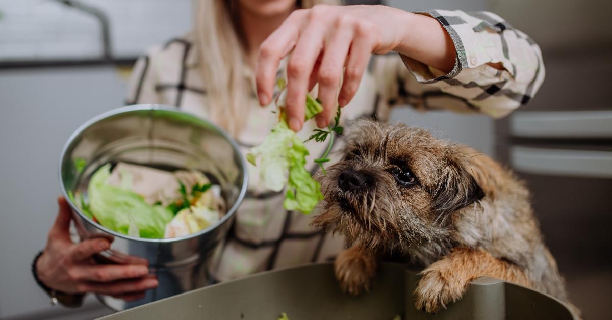 A dog trying to get lettuce from its owner's hand. 