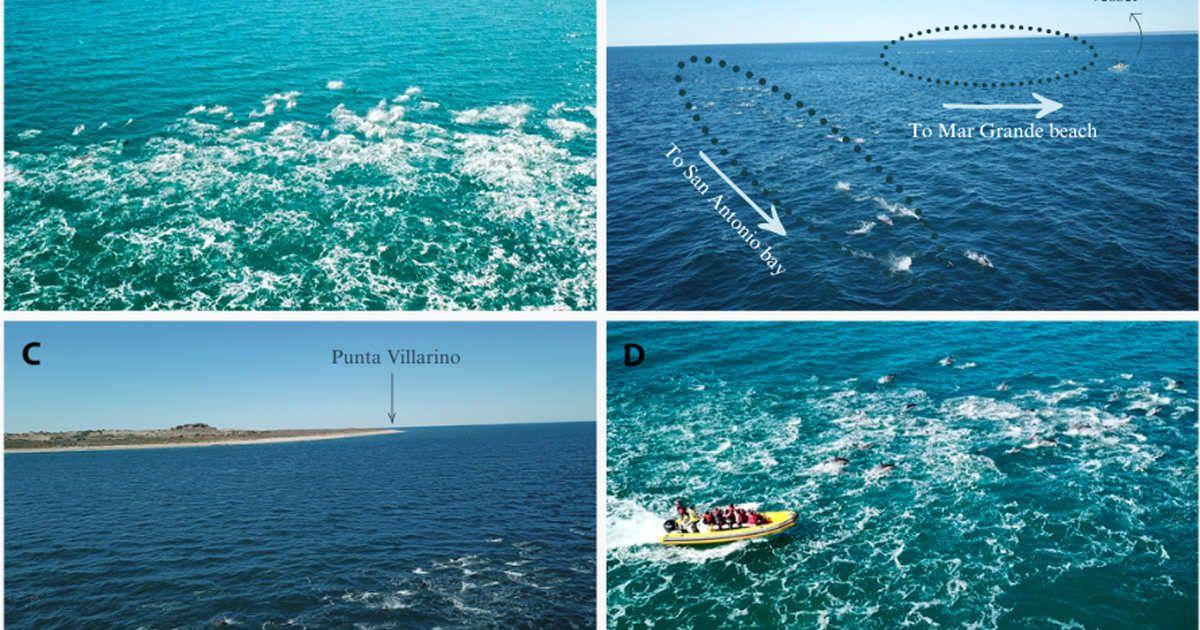 (A) Dolphins swimming at high speed; (B) Dolphin pod splits into groups; (C) Dolphins entering San Antonio Bay; (D) Whale-watching vessel navigating alongside dolphin pod. (Cover Image Source: Royal Society Open Science 2026/Franco Dorini)