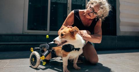 Photo of woman kneeling down to pet a special needs cart-bound dog