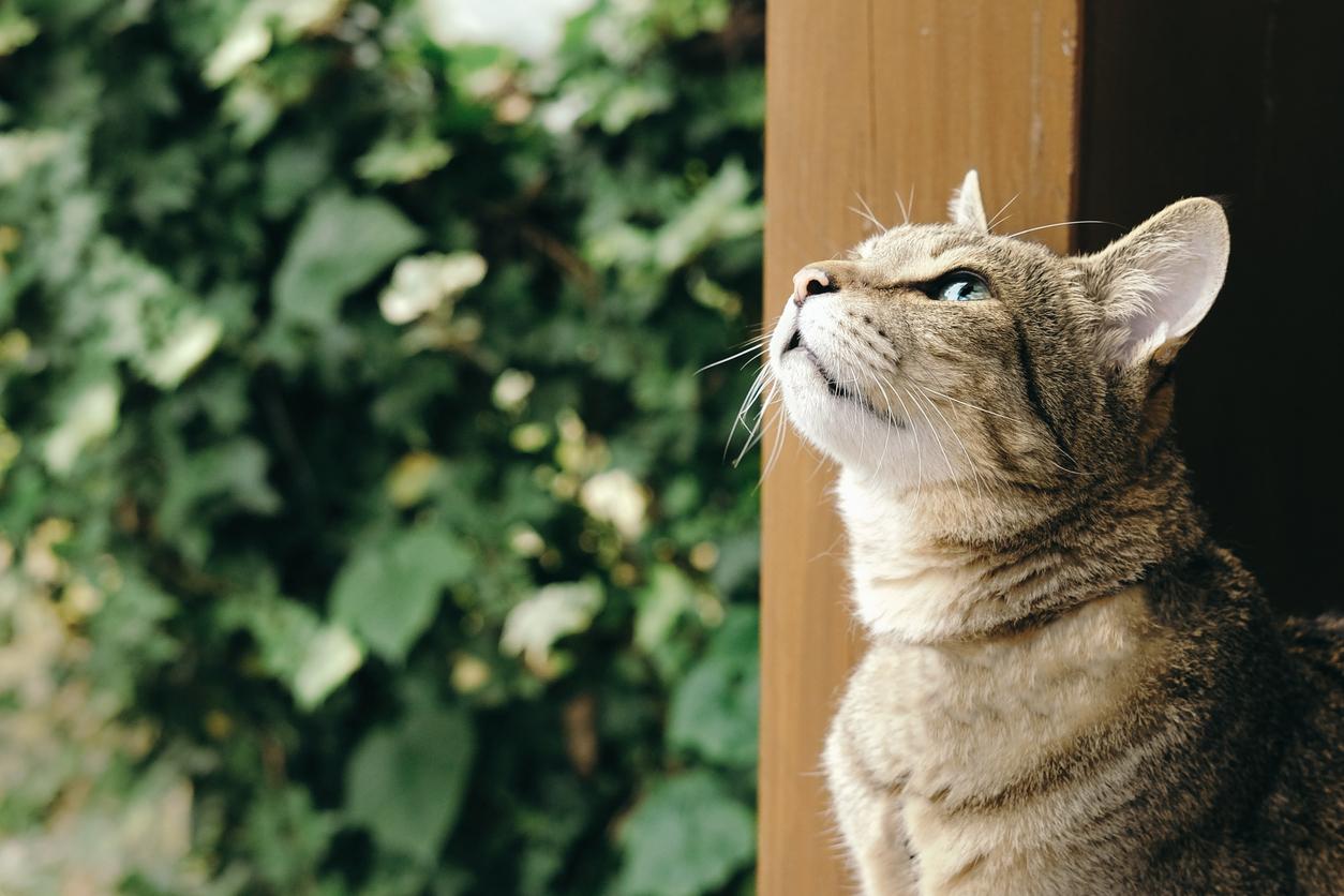 A brown tabby cat turns its head toward the sky with a green plant in the background.