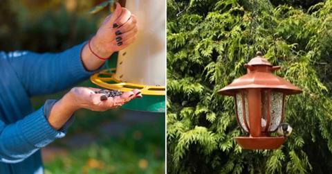 (L) A woman filling up sunflower seeds in a bird feeder. (Representative Cover Image Source: Getty Images | victorass88) | (R) A bird spilling the seeds from the feeder. (Cover Image Source: Reddit | u/Kaidan-Alenko)