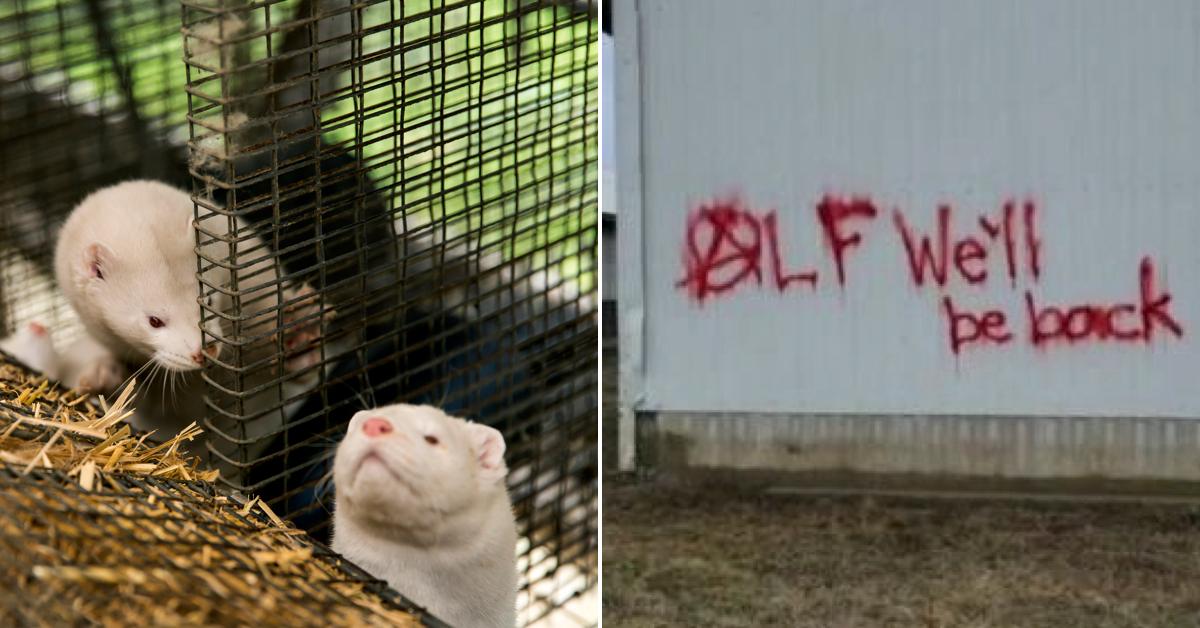 Ohio Mink Release Animal Rights Group Frees 10,000 Minks From Fur Farm