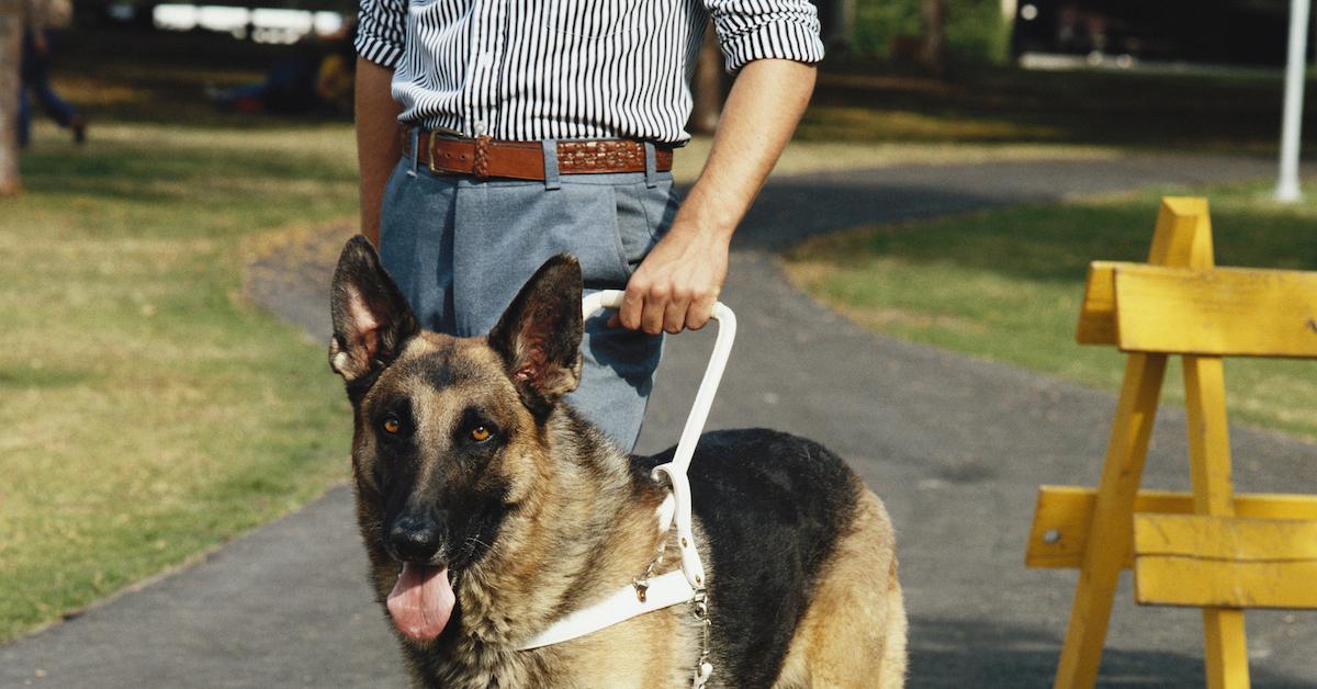 how long does a guide dog work for