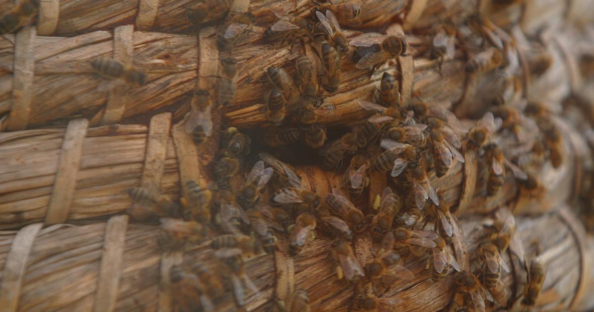 how remove bee hives humanely