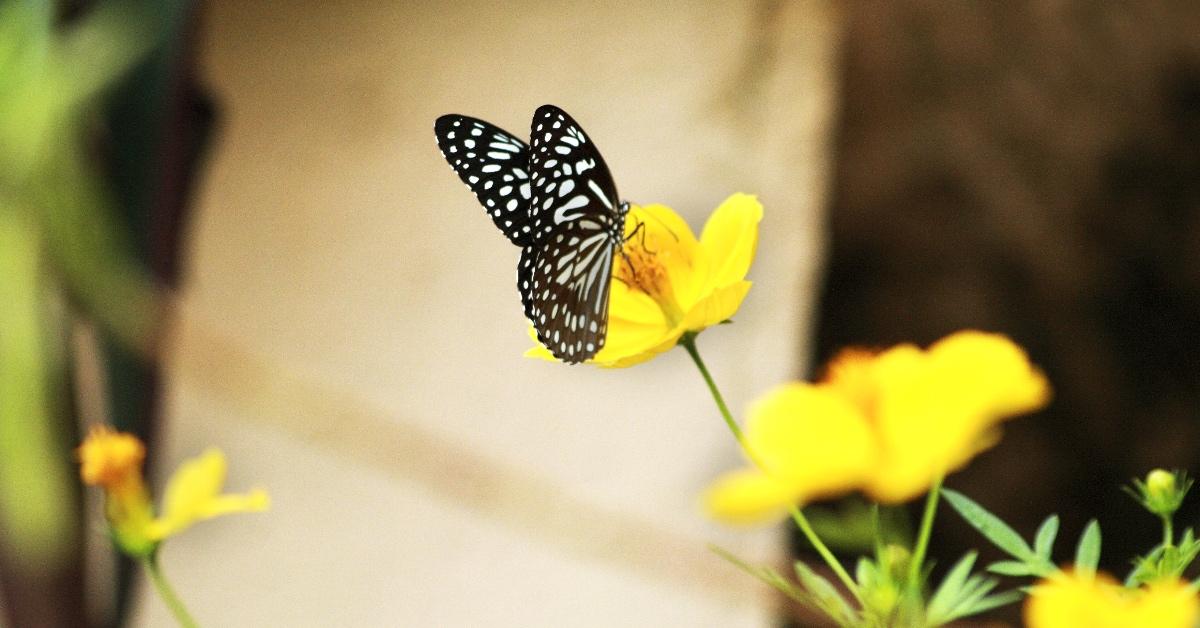 Black and white butterfly resting on a yellow flower. 