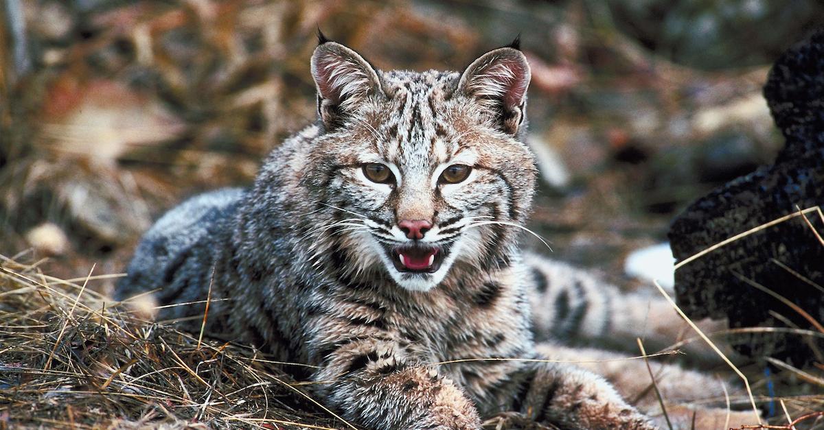 Lynx Endangered