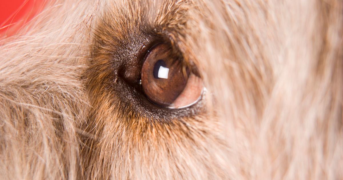 Dogs color blind