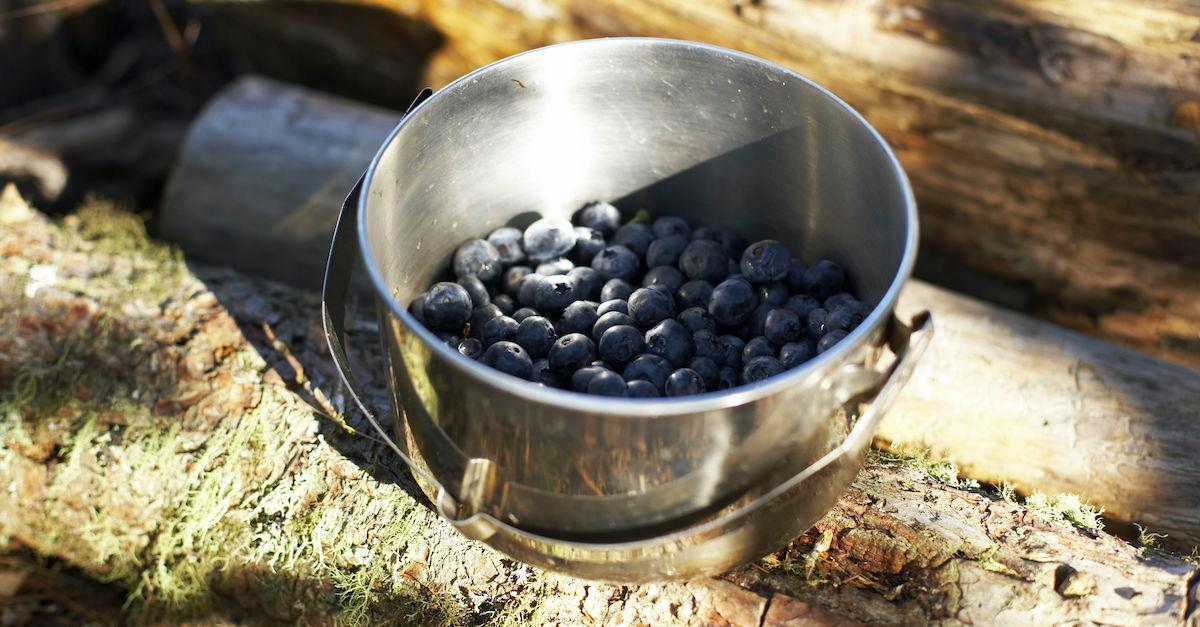 Gathering Berries