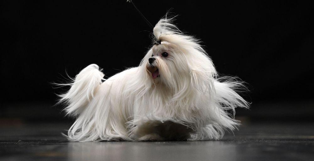 A white Maltese at the 2023 Crufts Dog Show.