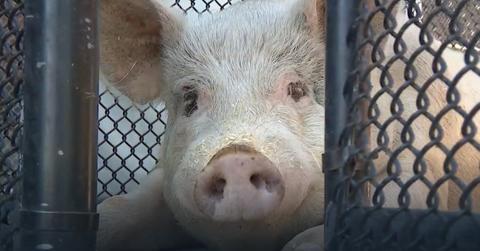 Pig "behind bars" after crime spree in Aurora, Colorado.