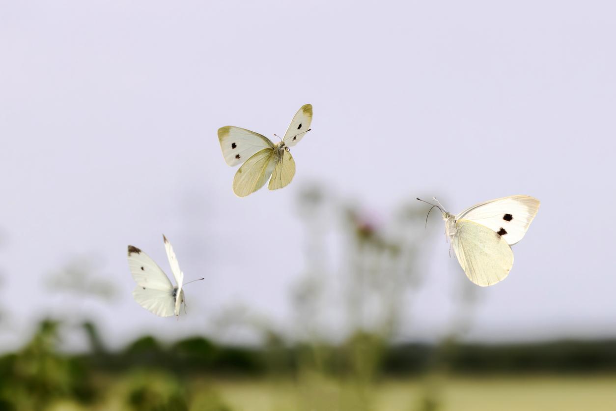 Three white butterflies flutter beside one another against the backdrop of the sky.