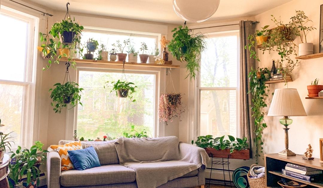 A lighted living room adorned with many plants, both potted and hanging