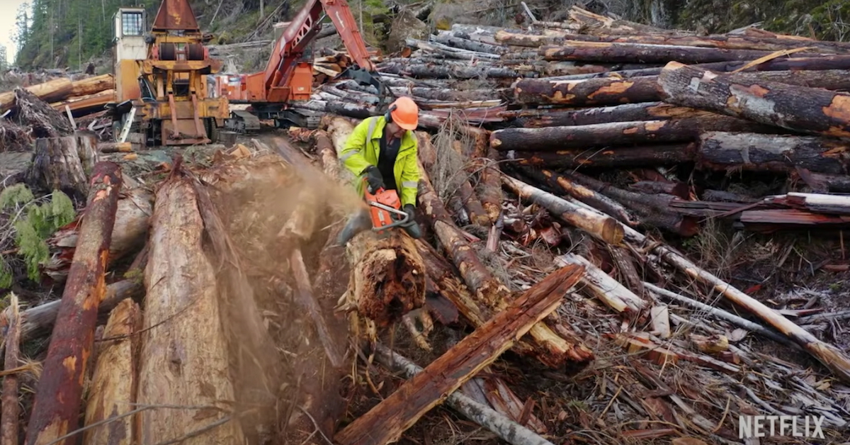 Felling trees on Vancouver Island