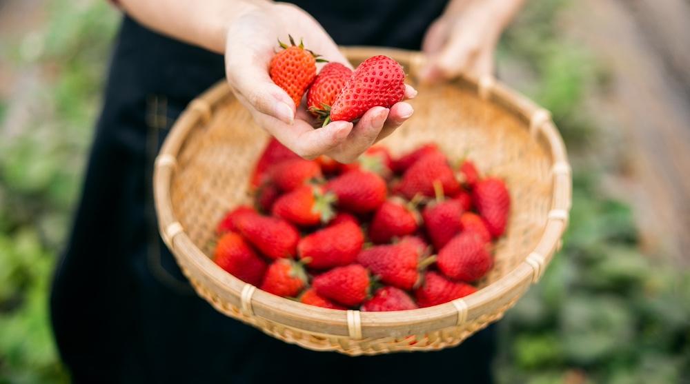 A basket full of strawberries being held outside. 