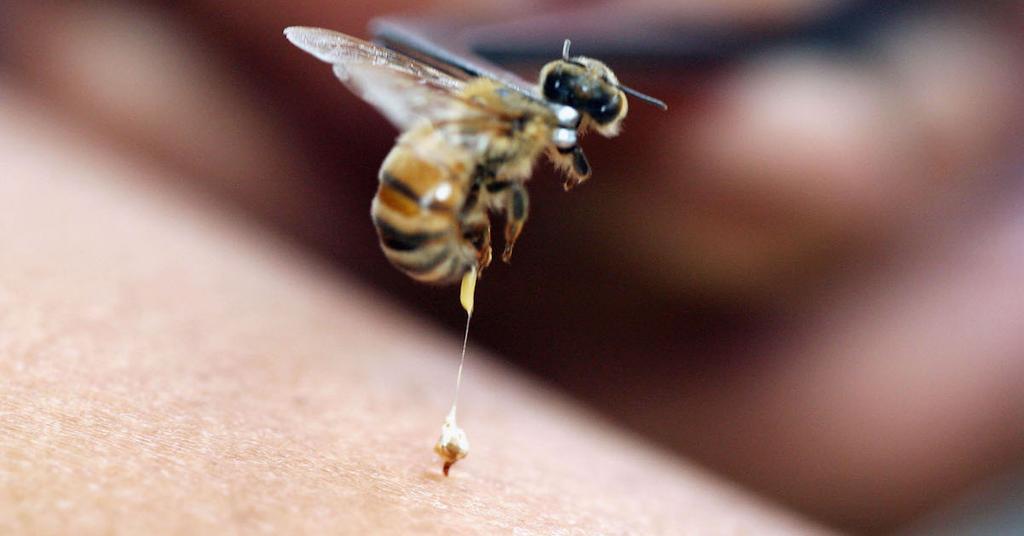 Why Do Bees Die After Stinging?