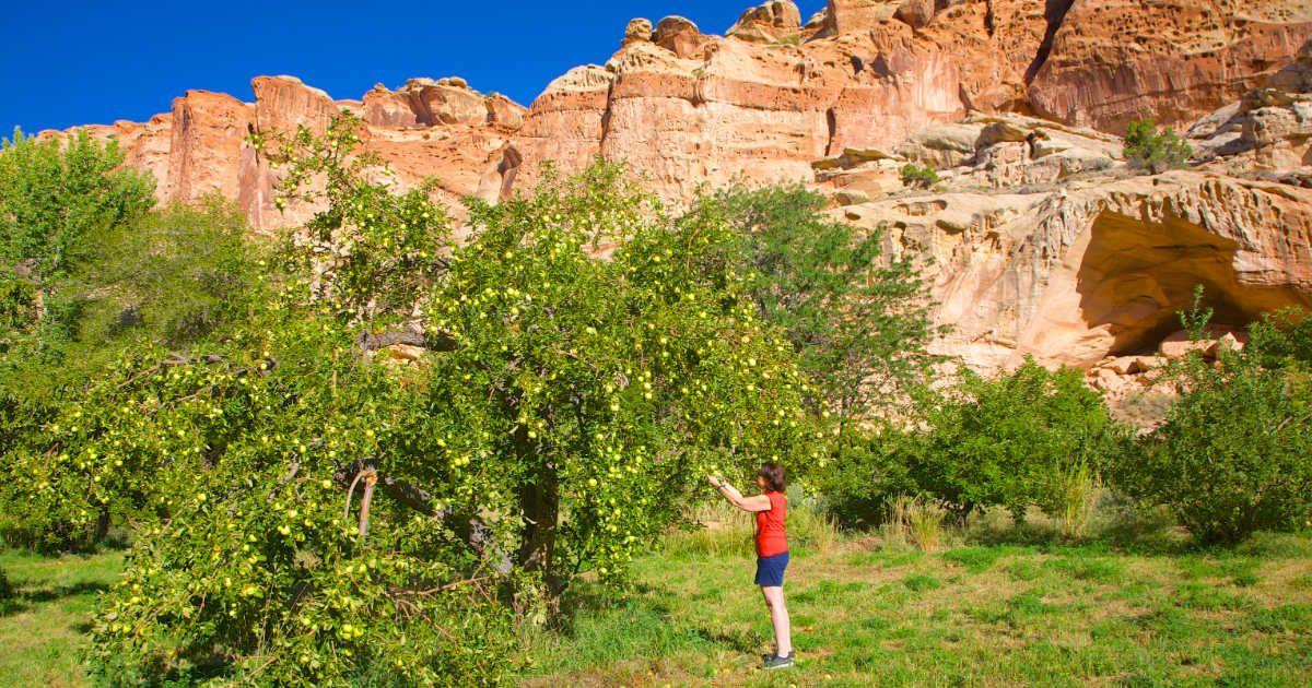 A woman picking fruits in an orchard in Capitol Reef National Park in Southern Utah. (Representative Cover Image Source: Getty Images | Barry Winiker)