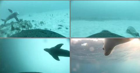 Images from camera attached to female Australian sea lion, showing pup (a) traveling across a sponge garden habitat, (b) swimming over bare sand, (c) ascending, (d) at the surface (Cover Image Source: Angelakis et al.|Australian Journal of Zoology)