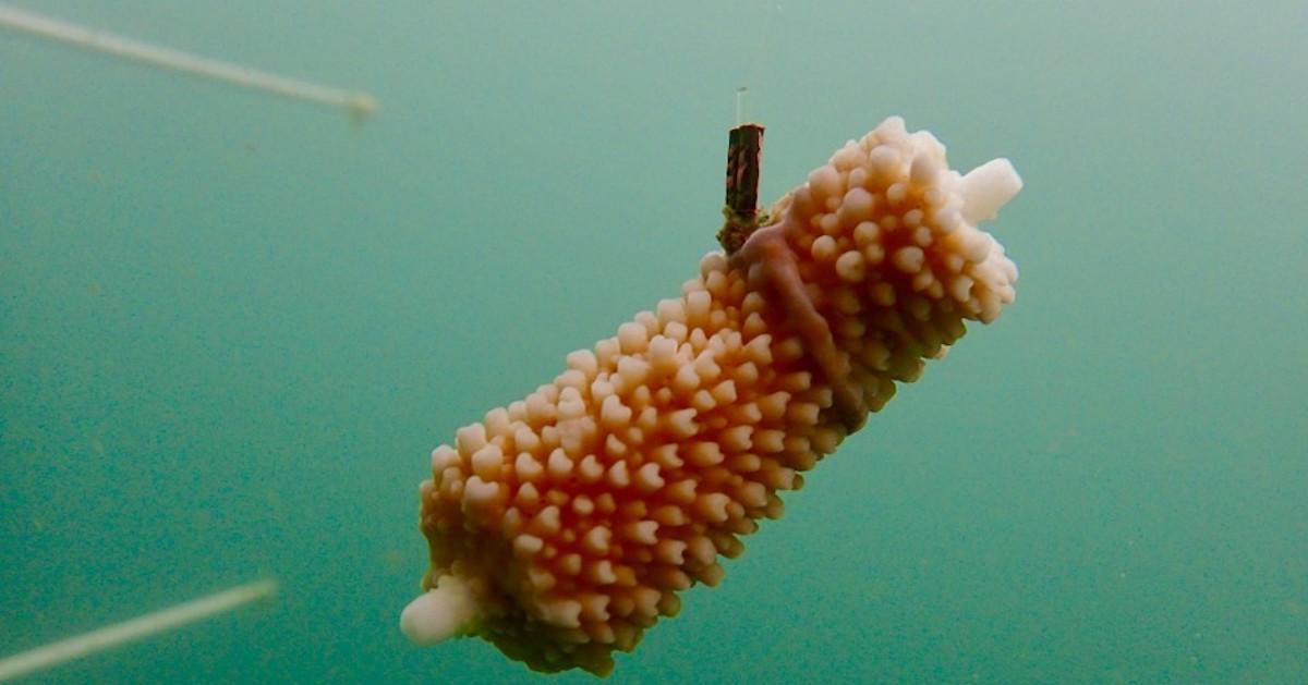 Coral Cutting