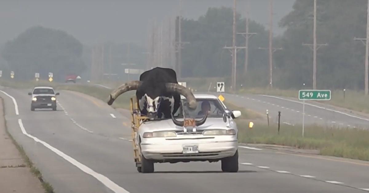 Bull riding shotgun in car down highway.