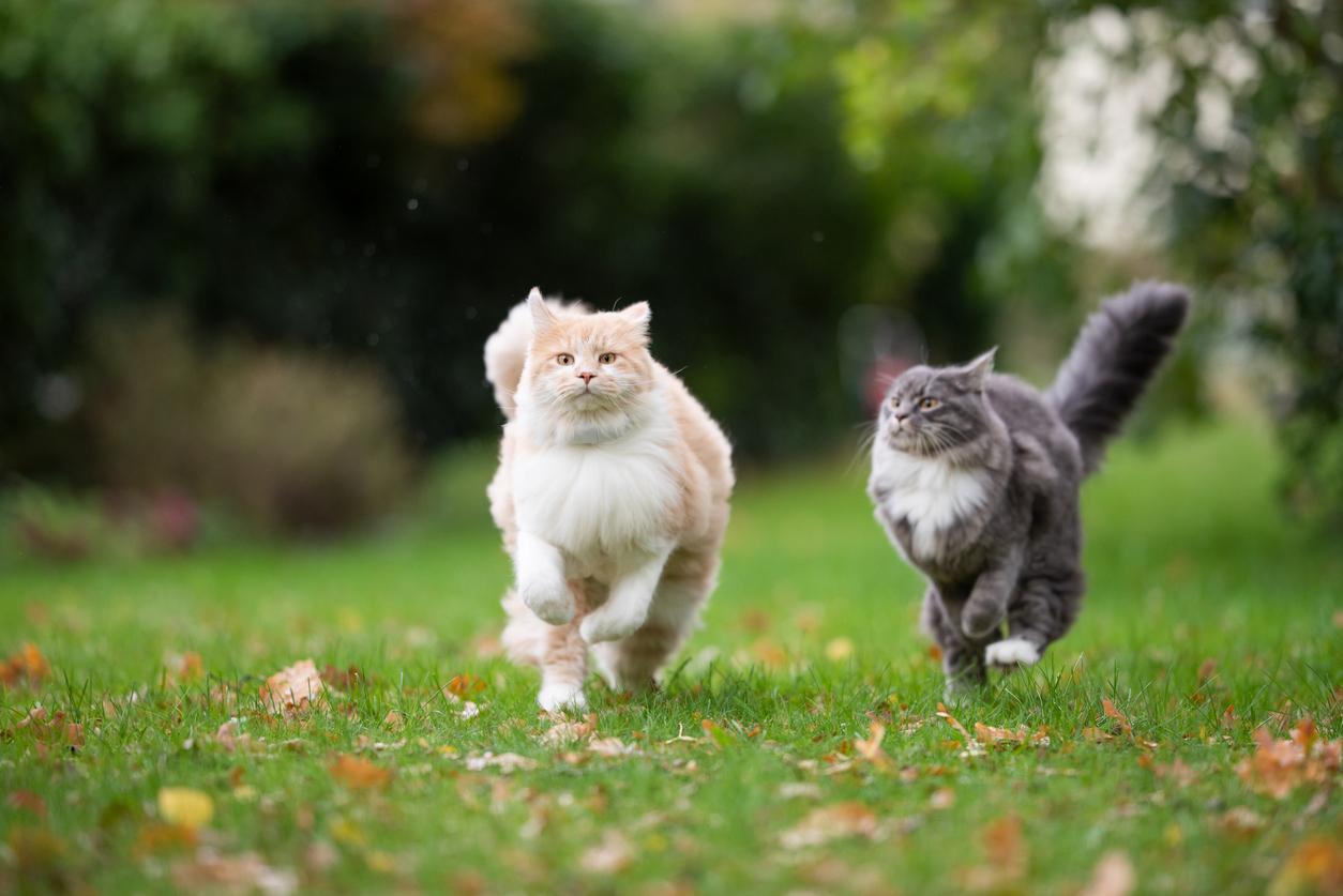 A gray cat with a bushy tail chases a white cat in a field of grass and leaves.