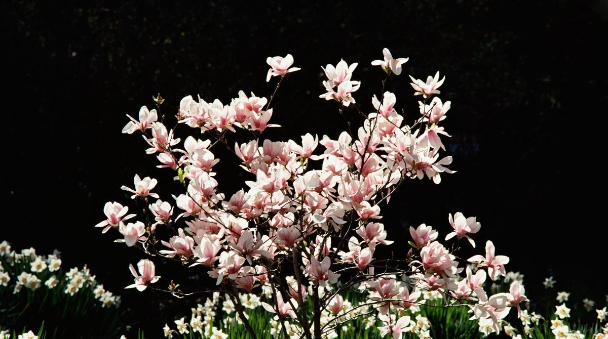 Magnolia Flower Meaning Luck, Longevity, and Endurance
