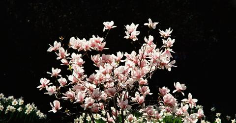 Pink flowering magnolia