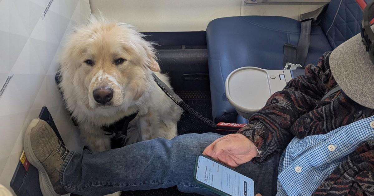 A dog was given a Delta passenger's first class seat 