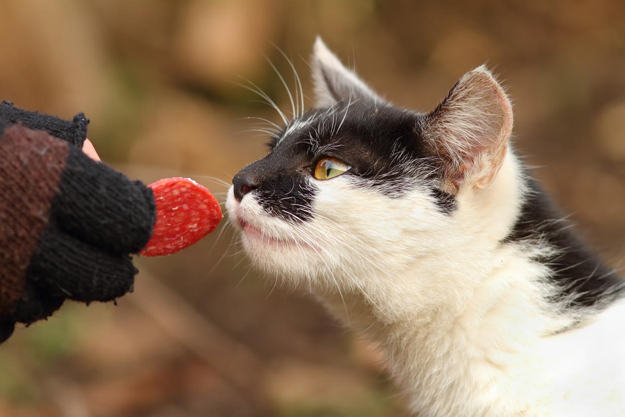 Close up of a person's hand holding a pepperoni in front of a black and white cat.