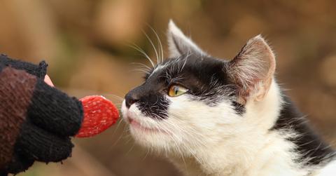 Close up of a person's hand holding a pepperoni in front of a black and white cat.