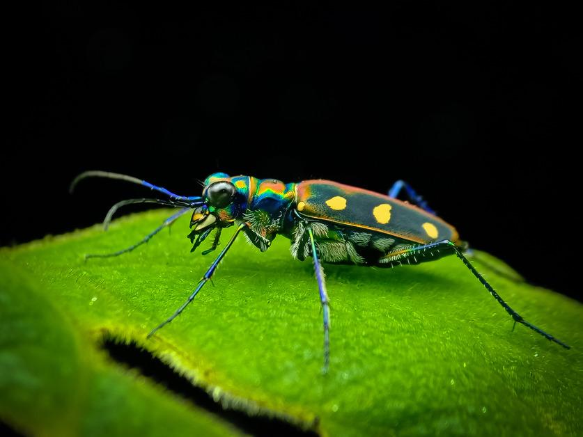 Golden-spotted tiger beetle resting on a leaf. 