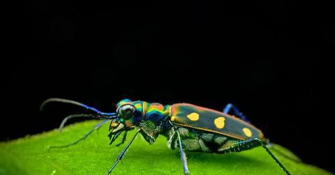 Golden-spotted tiger beetle resting on a leaf.