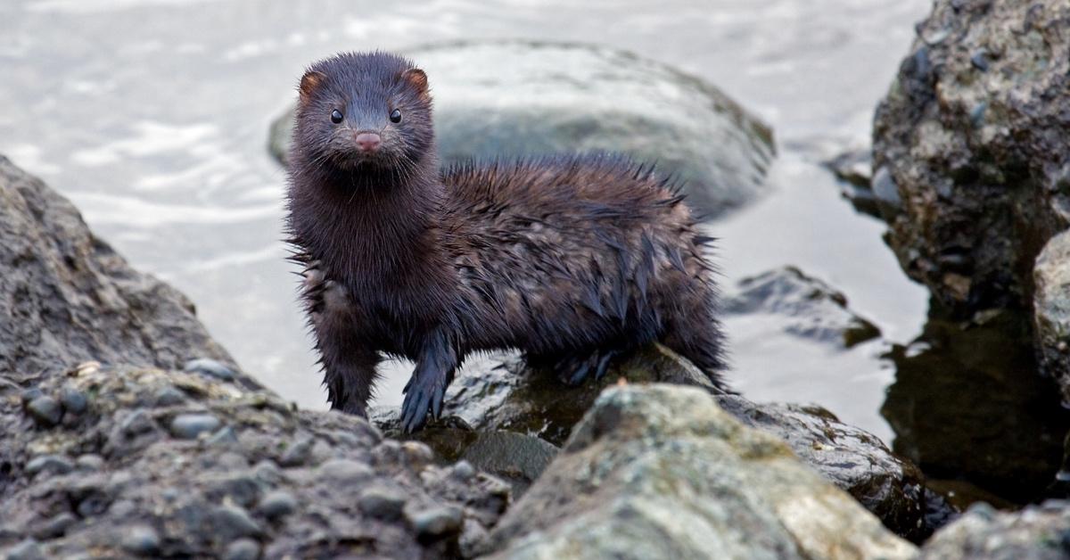 A wet mink standing in a river.