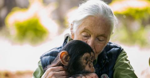 Dr. Jane Goodall holds her face to an infant chimpanzee.