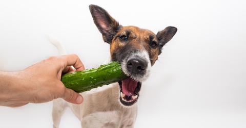 Stock photo of a dog taking a bite of a cucumber.