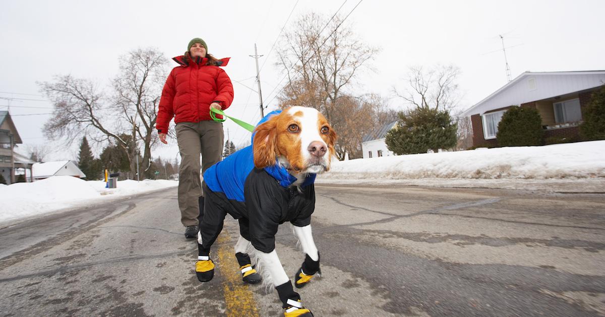 do dogs need to wear clothes in winter