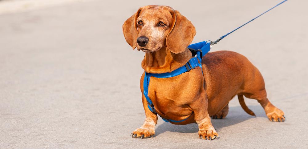 A brown dachshund wearing a blue harness and leash. 