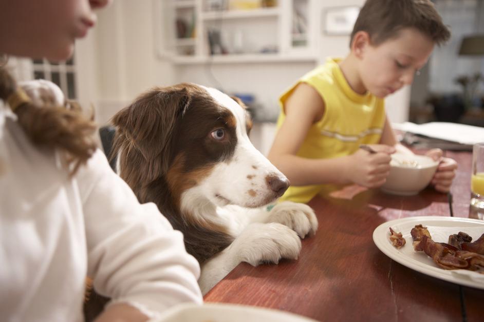 Dog at the table begging for food.