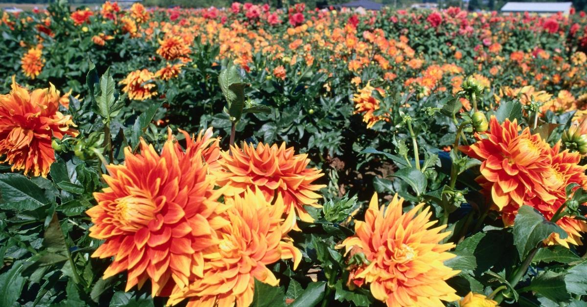 A field of yellow-orange dahlias. 