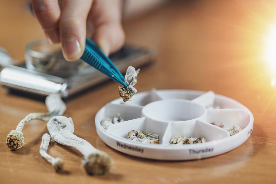 A close-up shot of a person holding blue tweezers picking out a dose of dried mushrooms in a medicine container. 