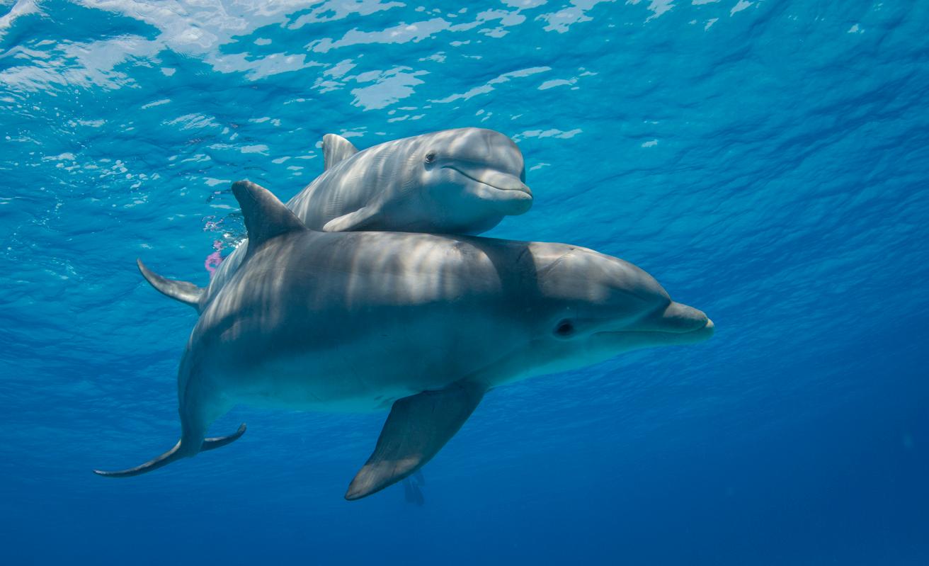 Two dolphins swim together underneath the blue water.