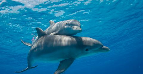 Two dolphins swim together underneath the blue water.
