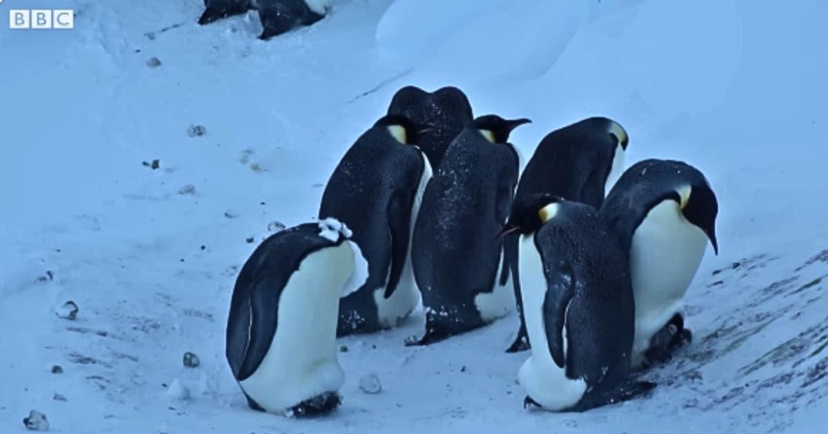 A group of penguins struggling in the icy ravine in Antarctica. (Cover Image Source: YouTube | @bbcearth)