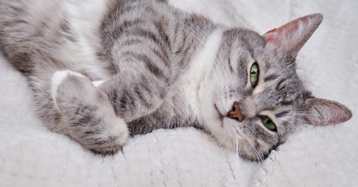 Gray cat resting peacefully. 